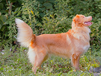 Nopper NSDTR Toller Lily Picture 4